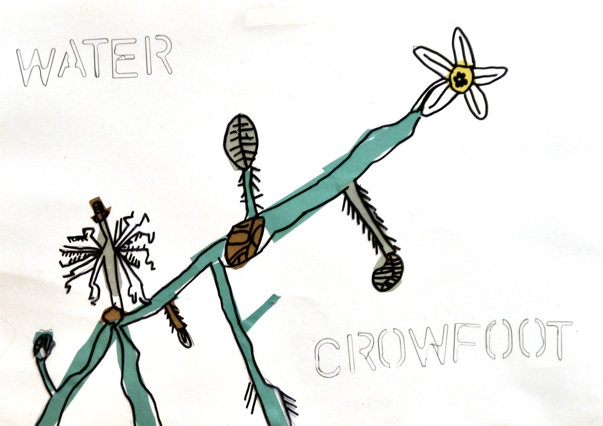 Water Crowfoot - P1070314