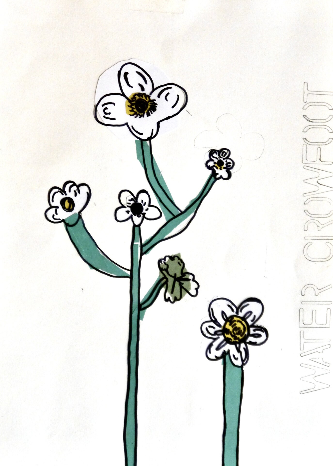 Water Crowfoot - P1070315