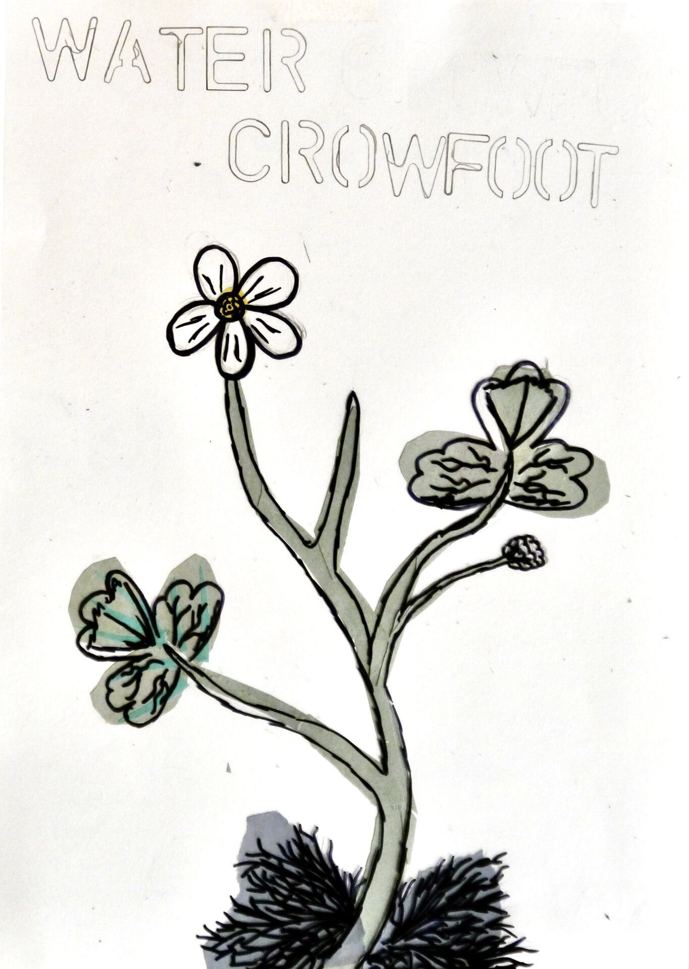 Water Crowfoot - P1070317