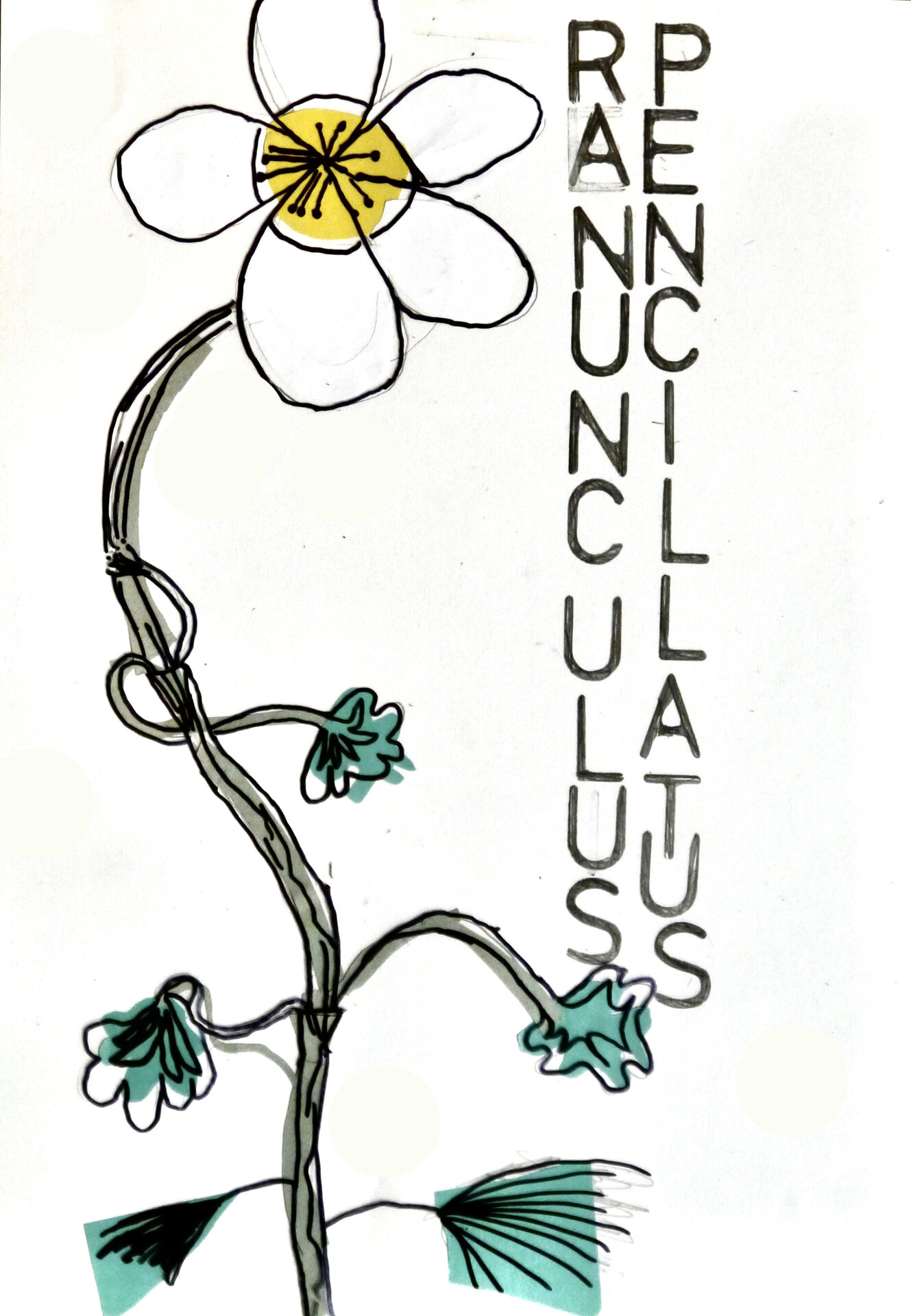 Water Crowfoot - P1070320