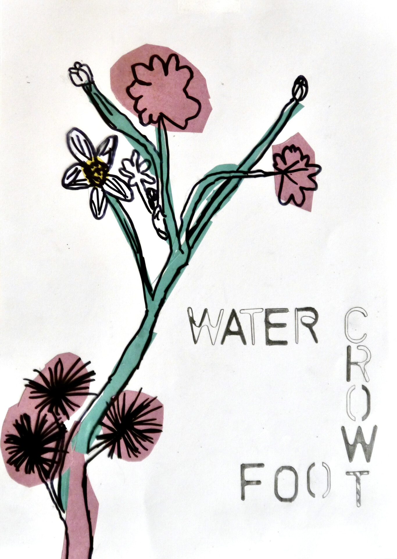 Water Crowfoot - P1070321