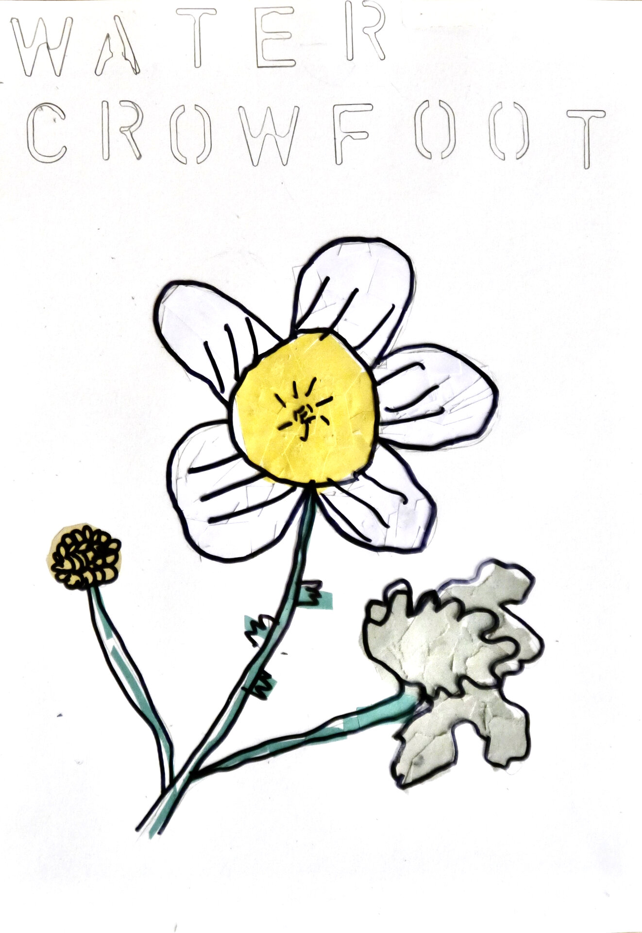 Water Crowfoot - P1070322