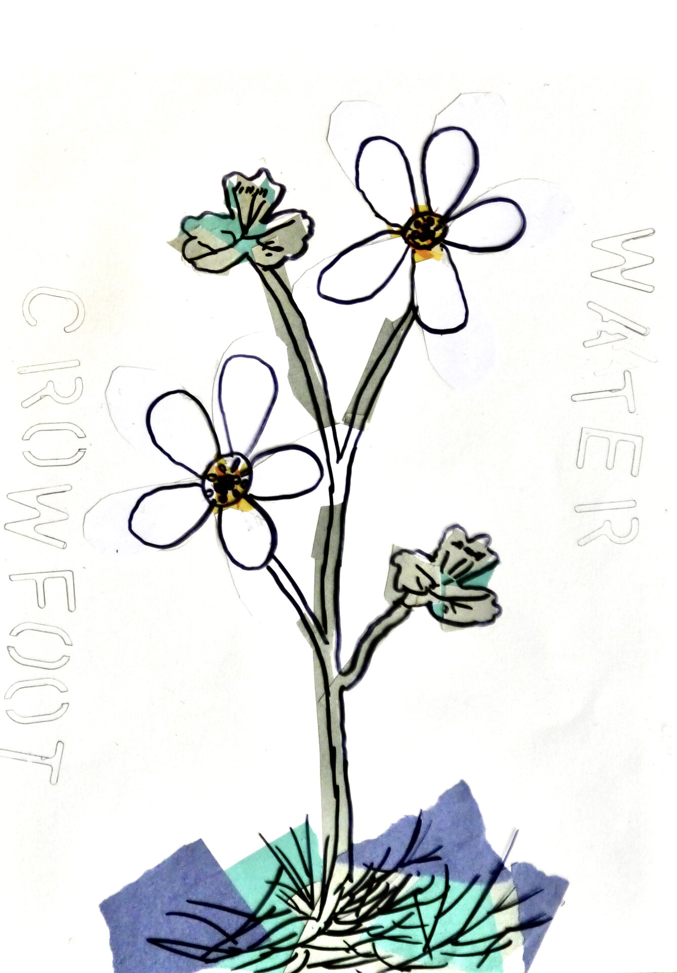 Water Crowfoot - P1070324