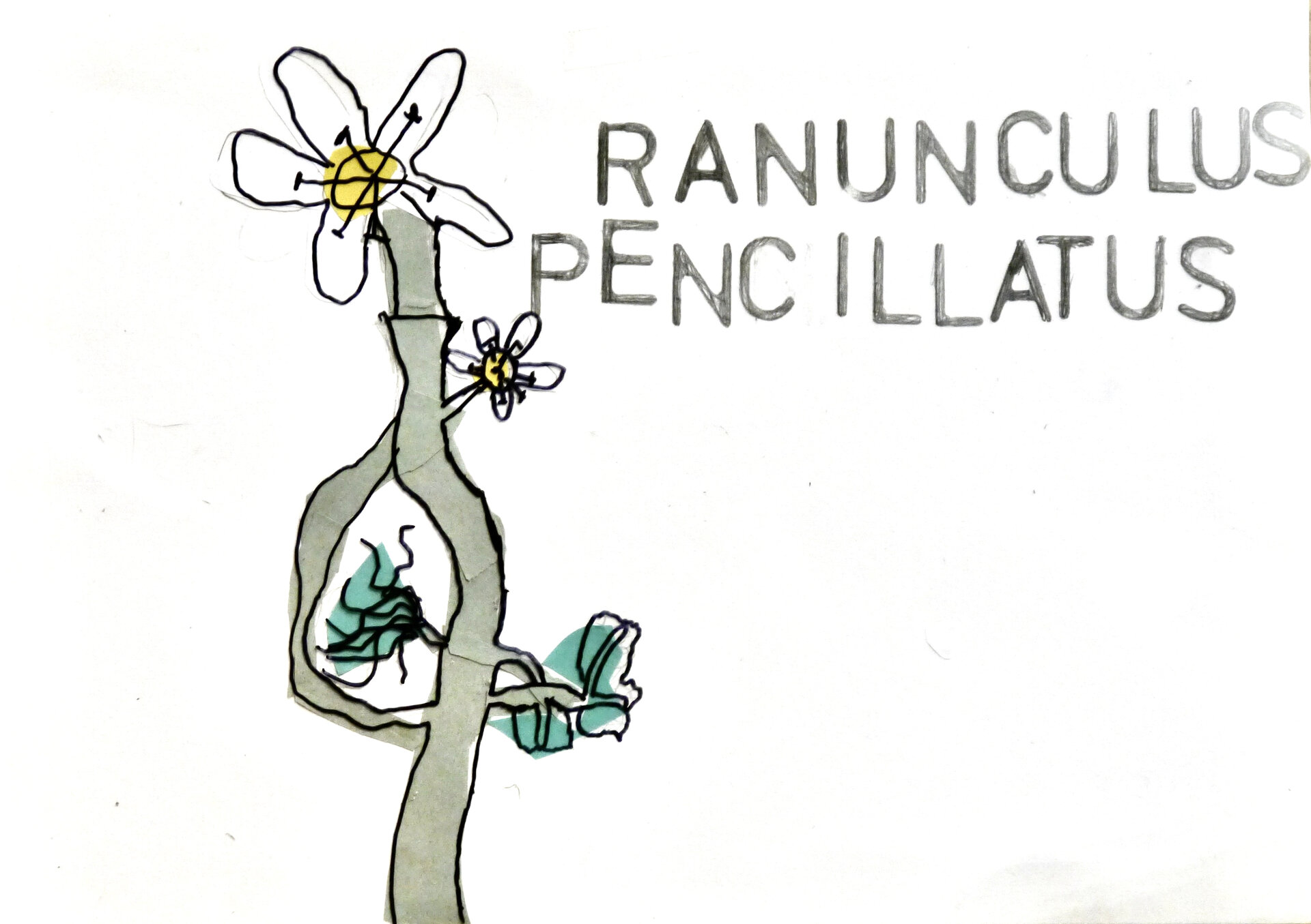 Water Crowfoot - P1070325