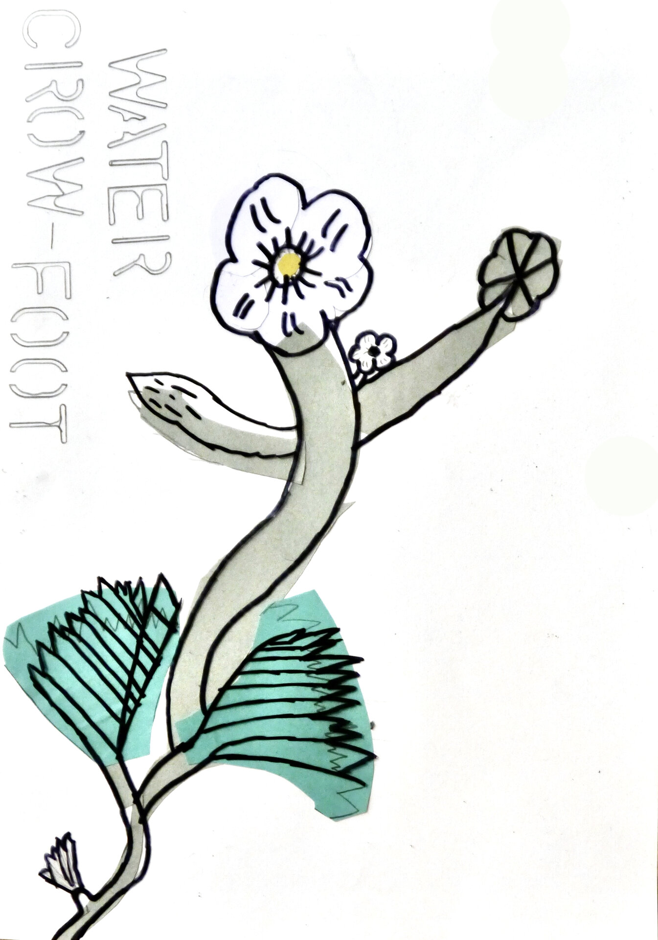 Water Crowfoot - P1070329