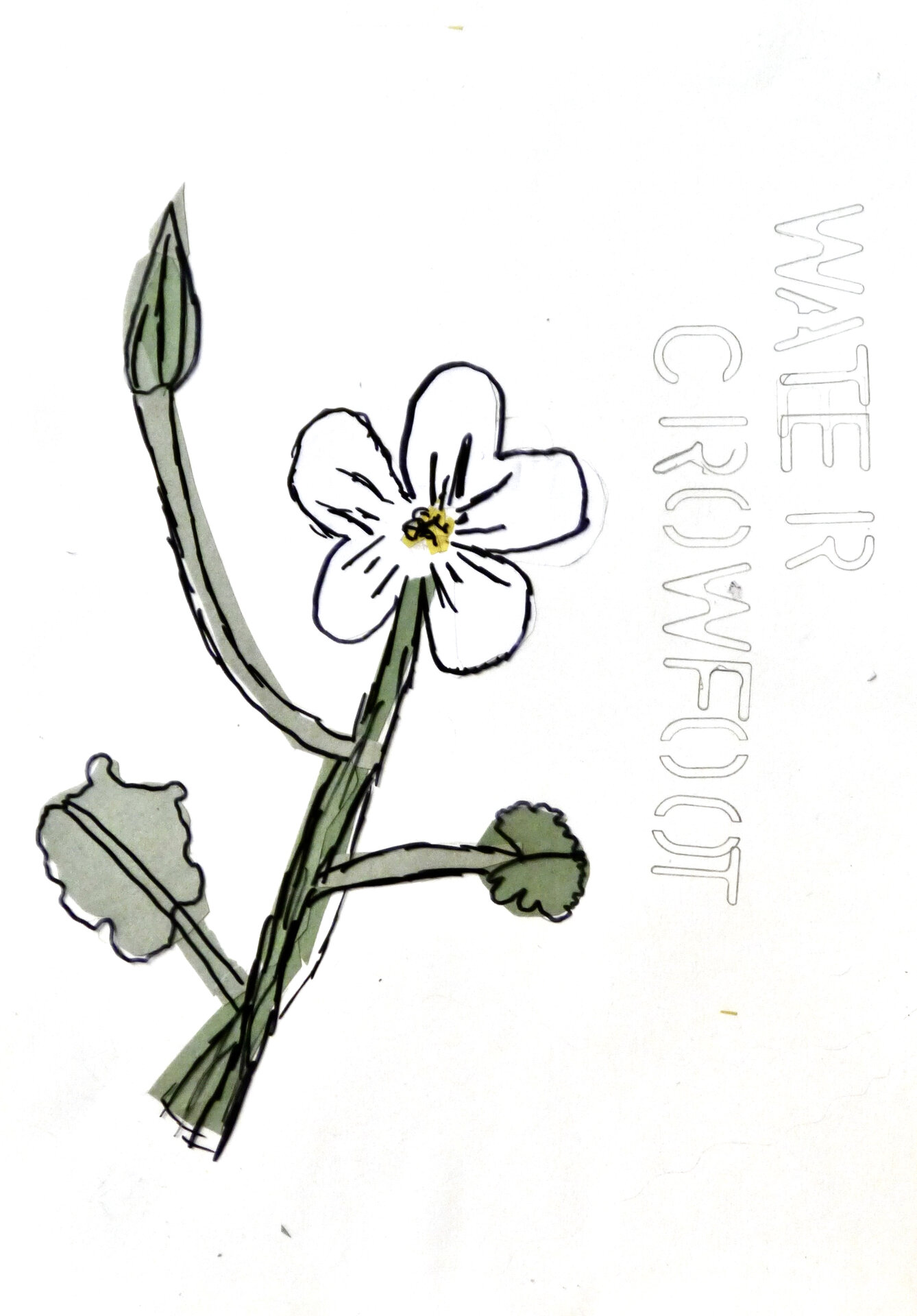 Water Crowfoot - P1070330