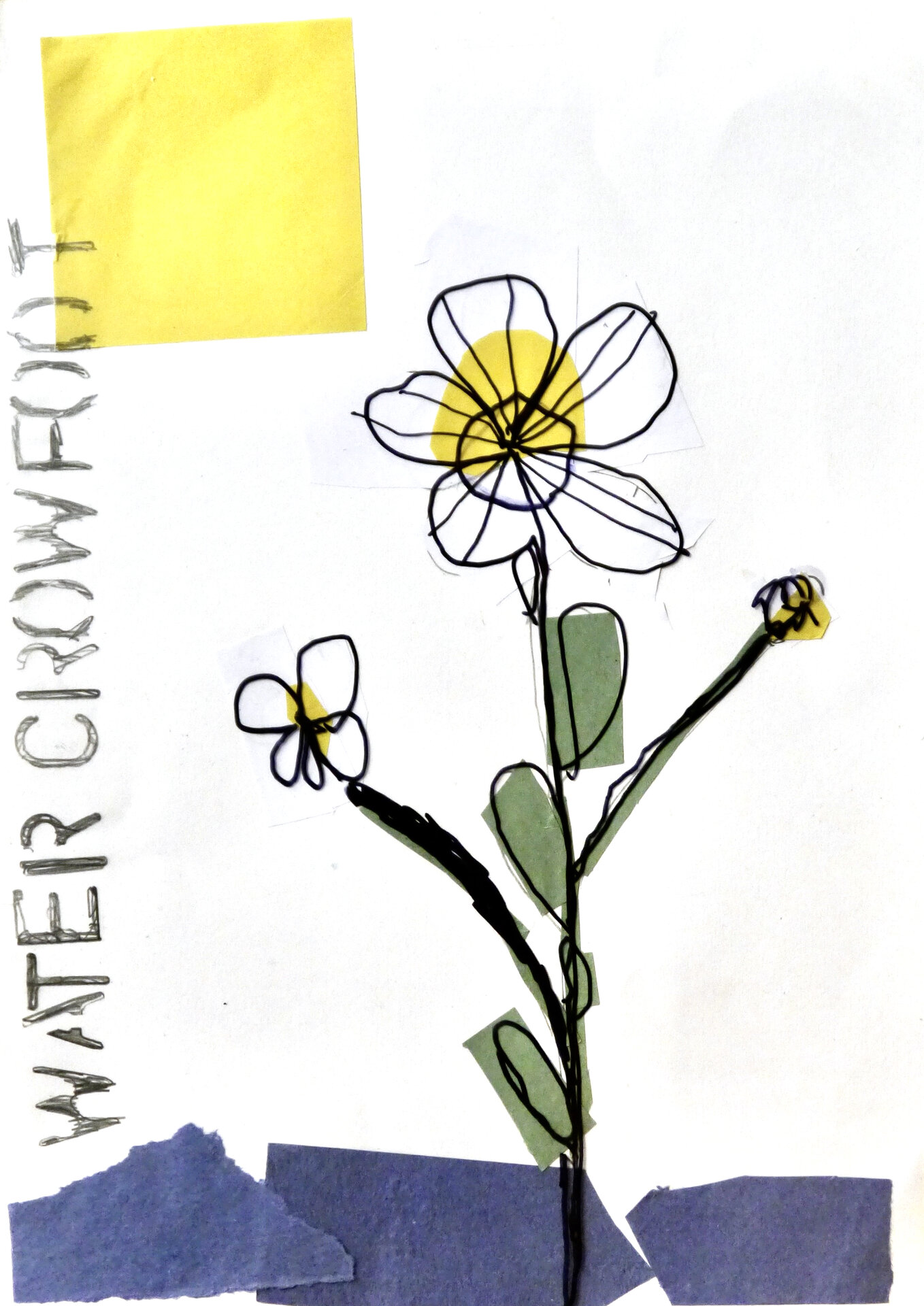 Water Crowfoot - P1070331