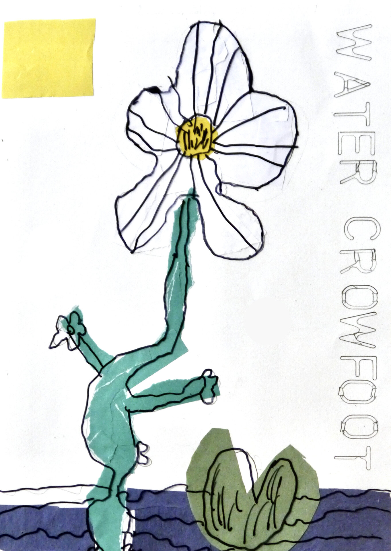 Water Crowfoot - P1070332