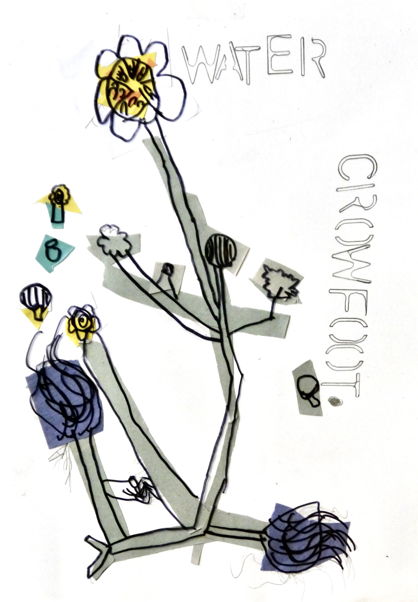 Water Crowfoot - P1070334