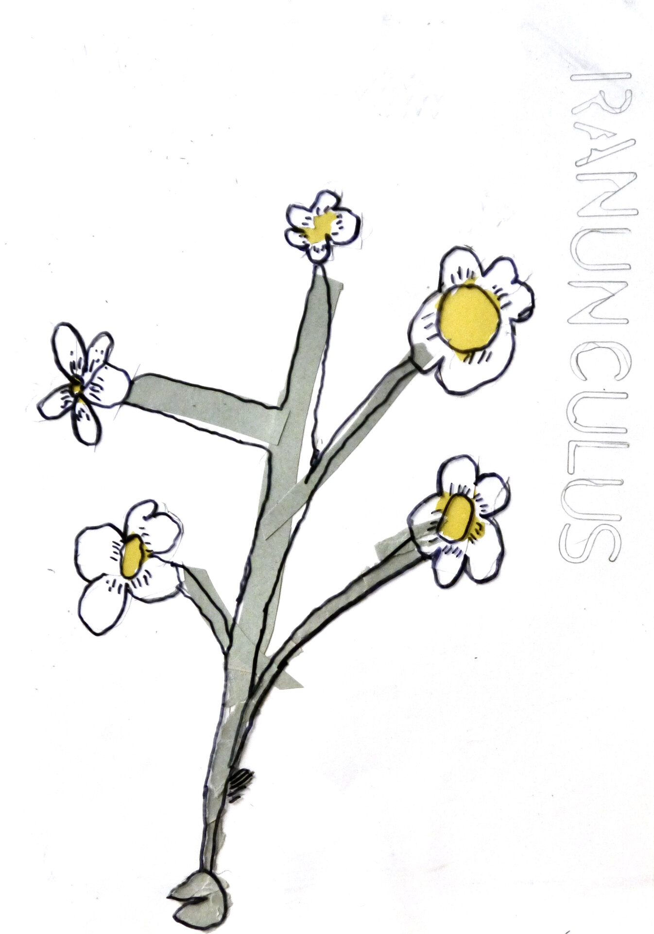 Water Crowfoot - P1070335