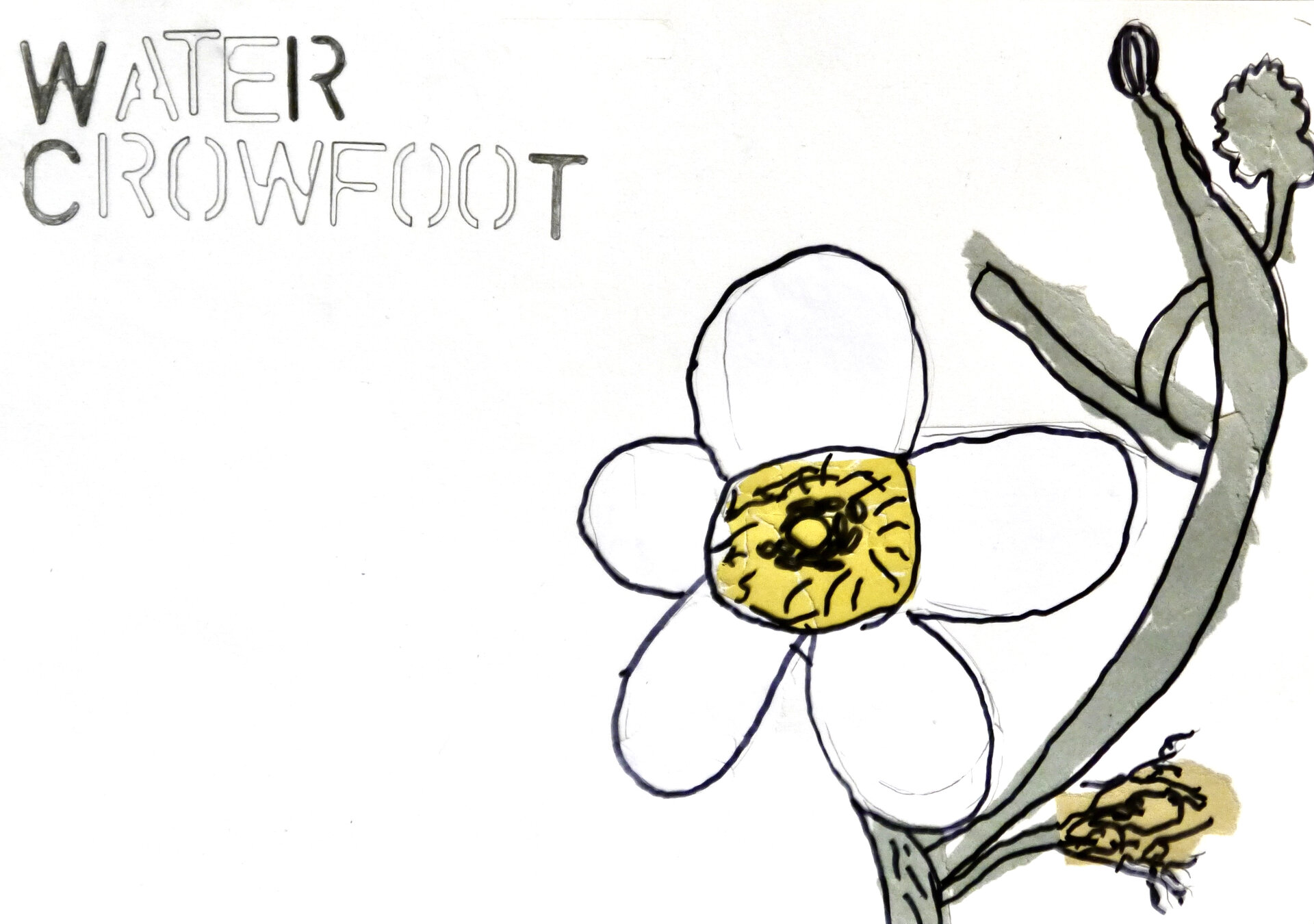 Water Crowfoot - P1070337