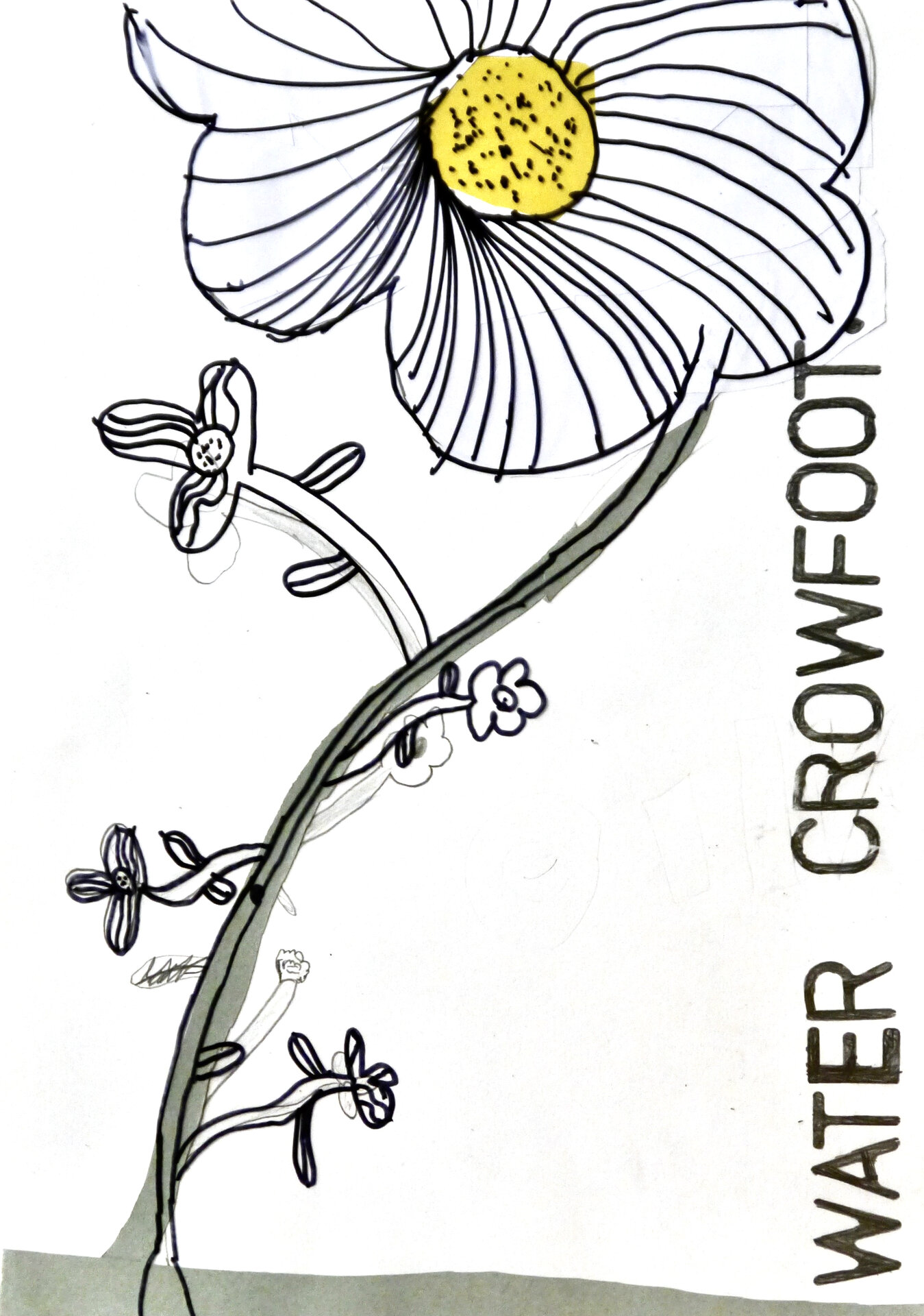 Water Crowfoot - P1070340