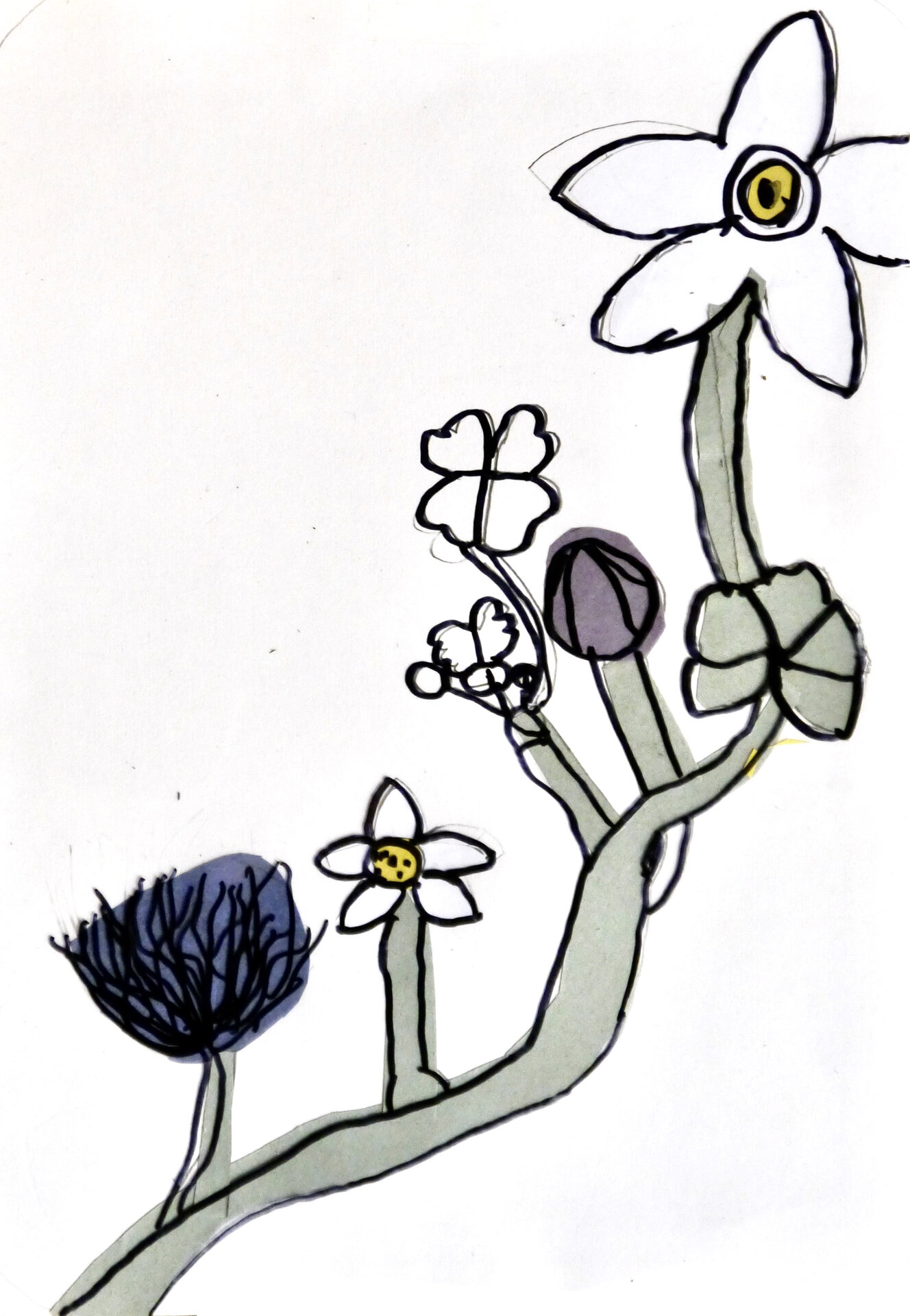 Water Crowfoot - P1070345