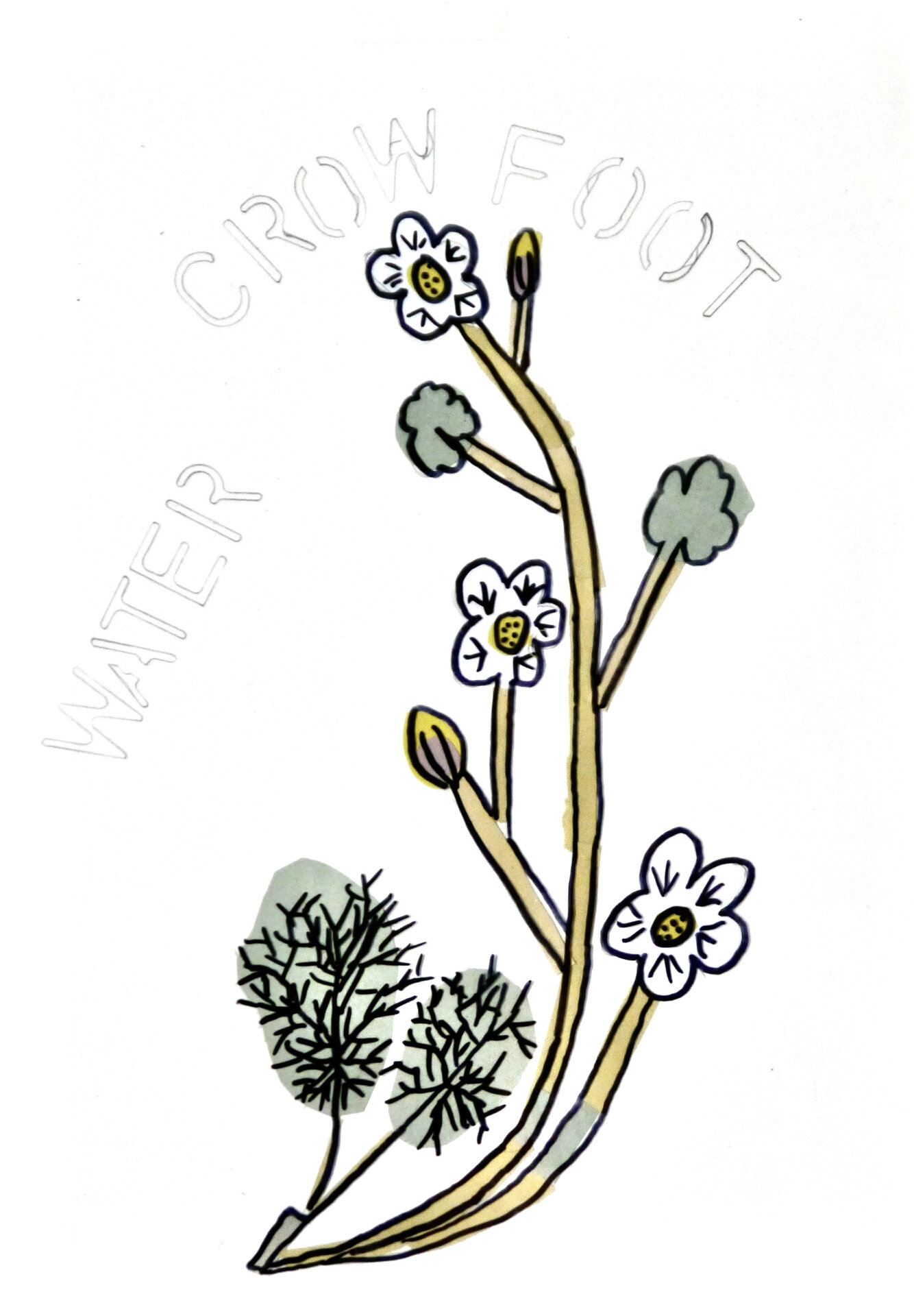 Water Crowfoot - P1070420