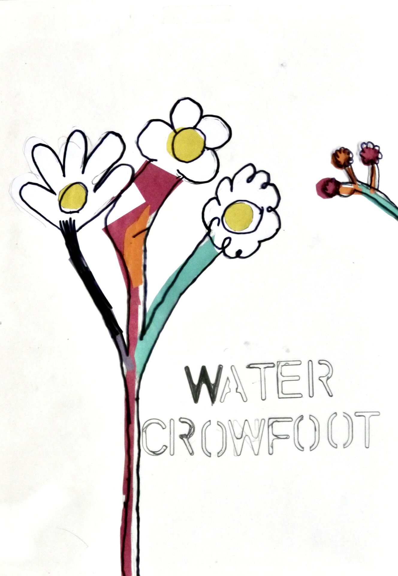 Water Crowfoot - P1070422