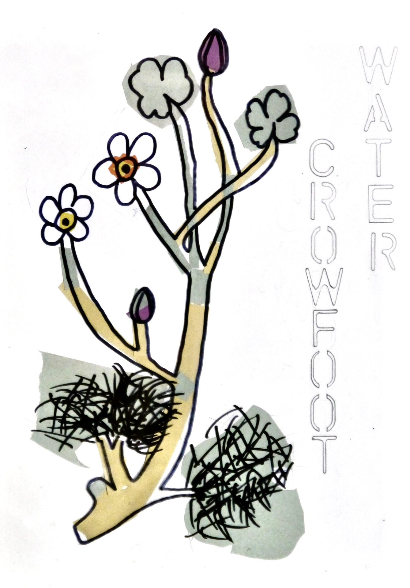 Water Crowfoot - P1070423