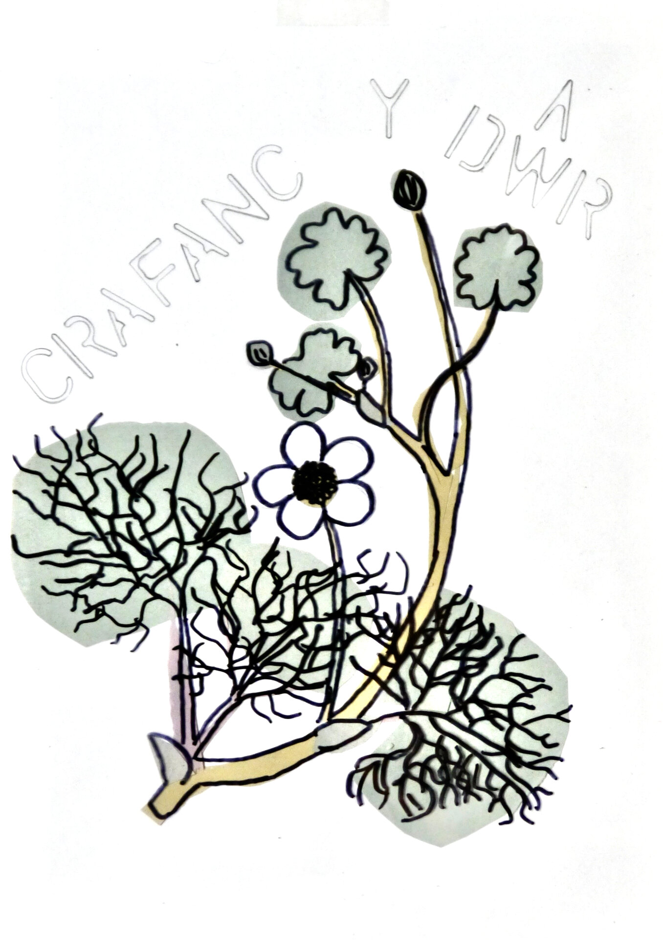 Water Crowfoot - P1070424