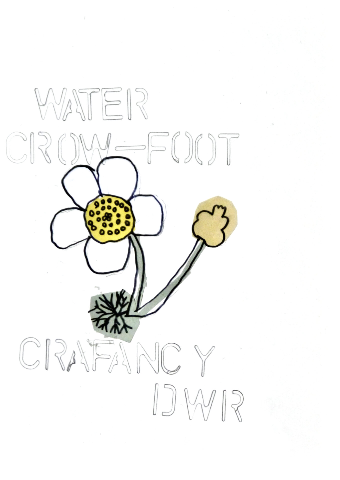 Water Crowfoot - P1070425