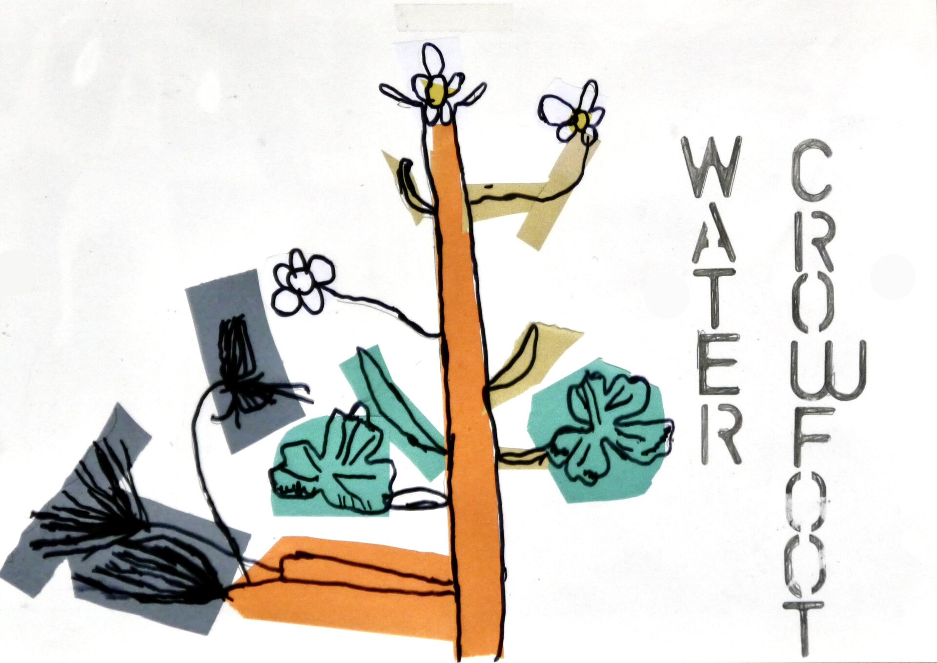 Water Crowfoot - P1070427