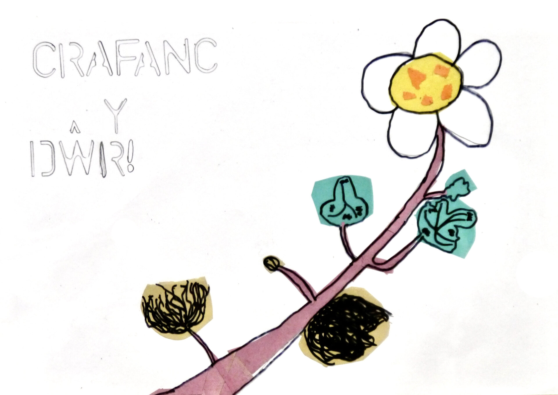 Water Crowfoot - P1070428