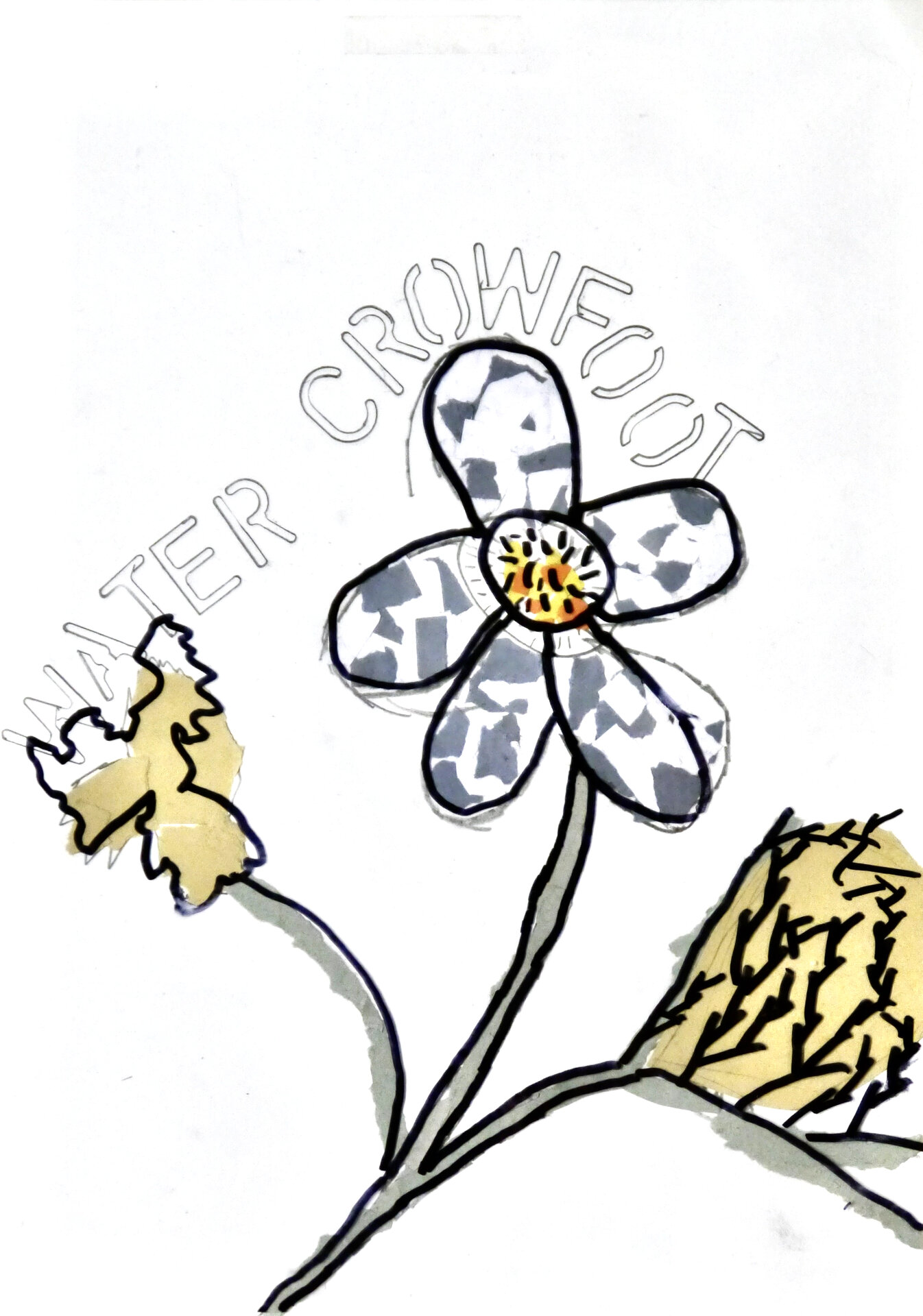 Water Crowfoot - P1070429