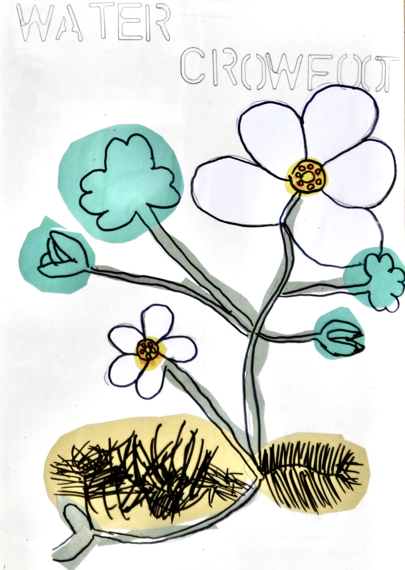 Water Crowfoot - P1070432