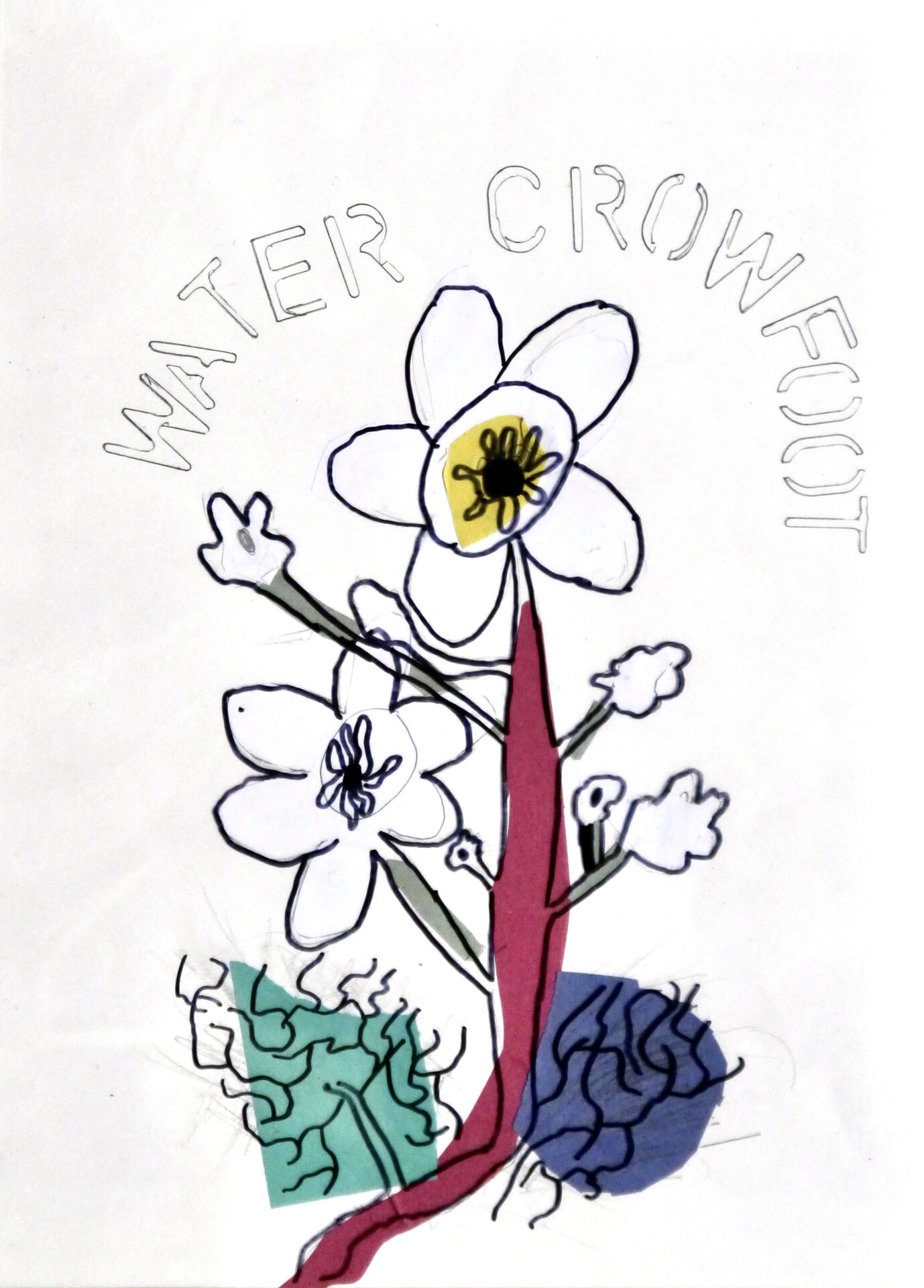 Water Crowfoot - P1070433