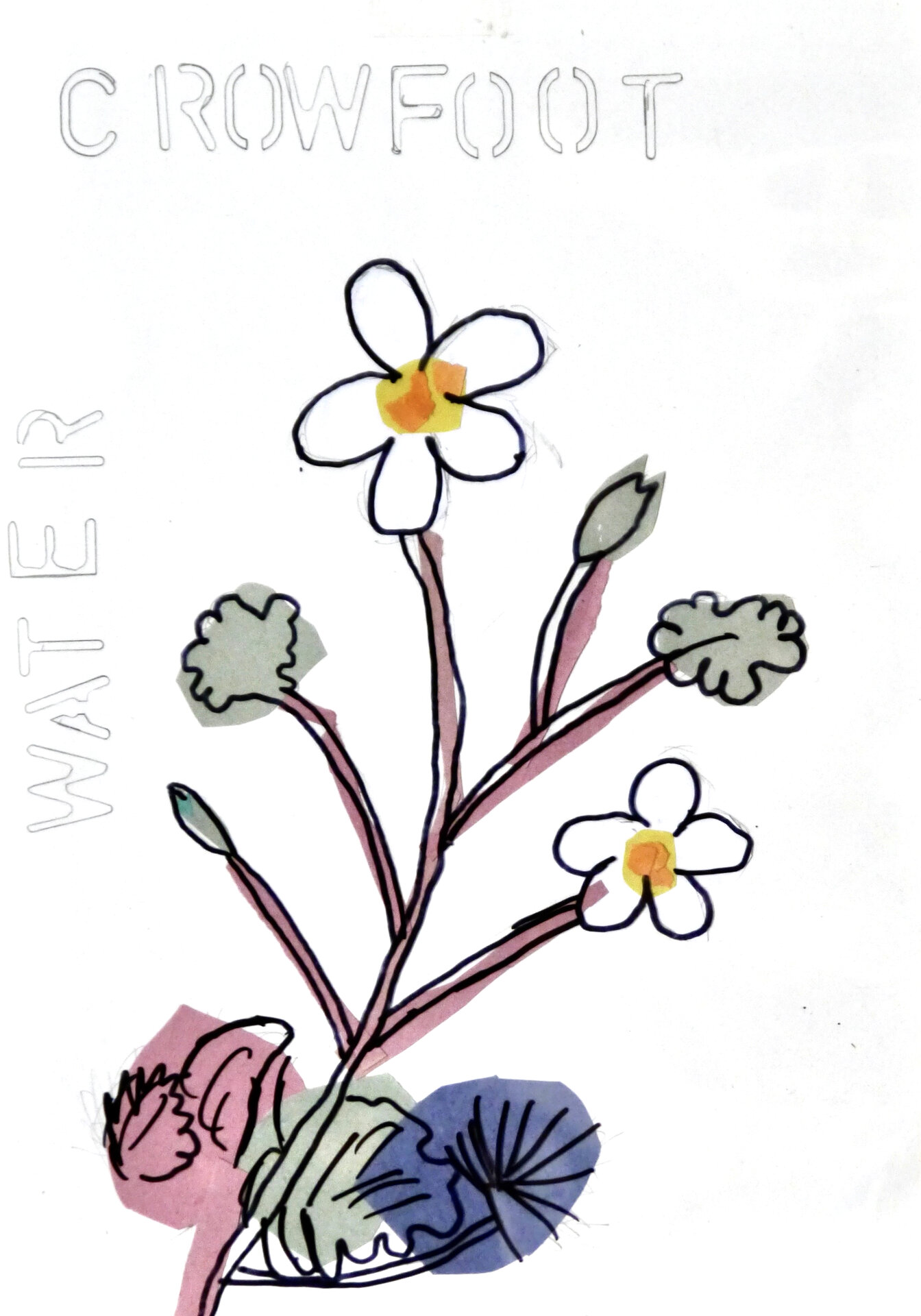 Water Crowfoot - P1070434