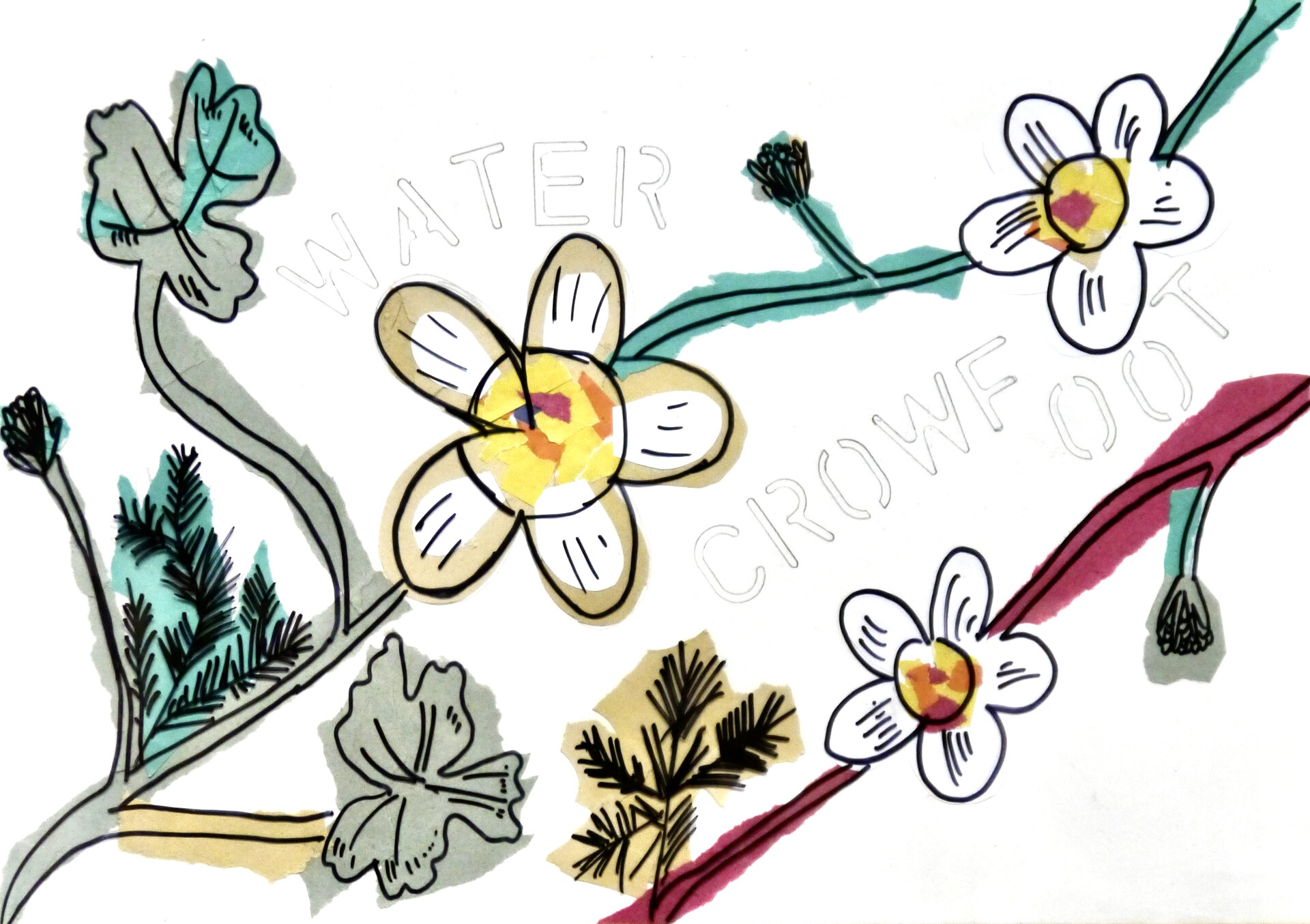 Water Crowfoot - P1070435