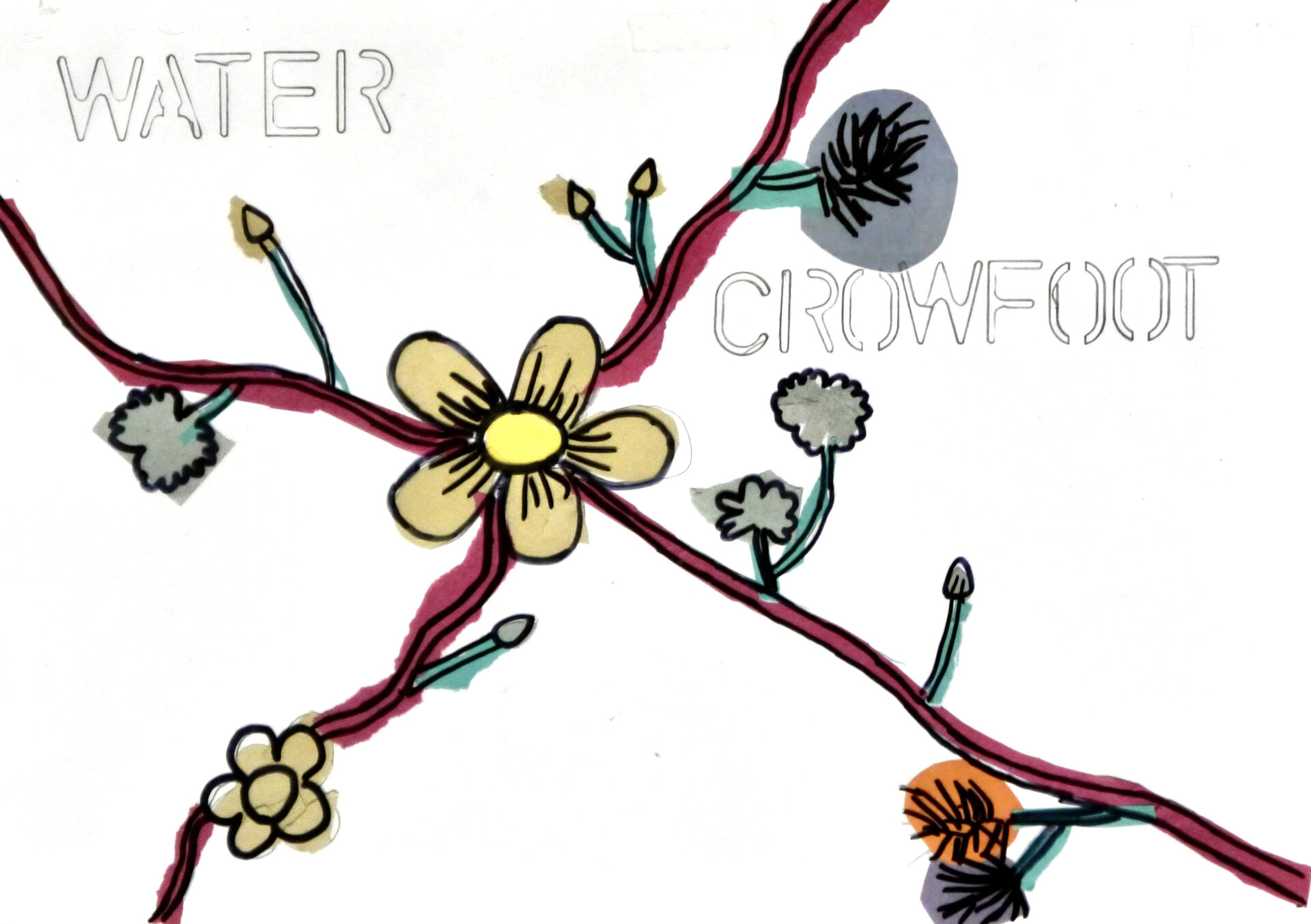 Water Crowfoot - P1070436