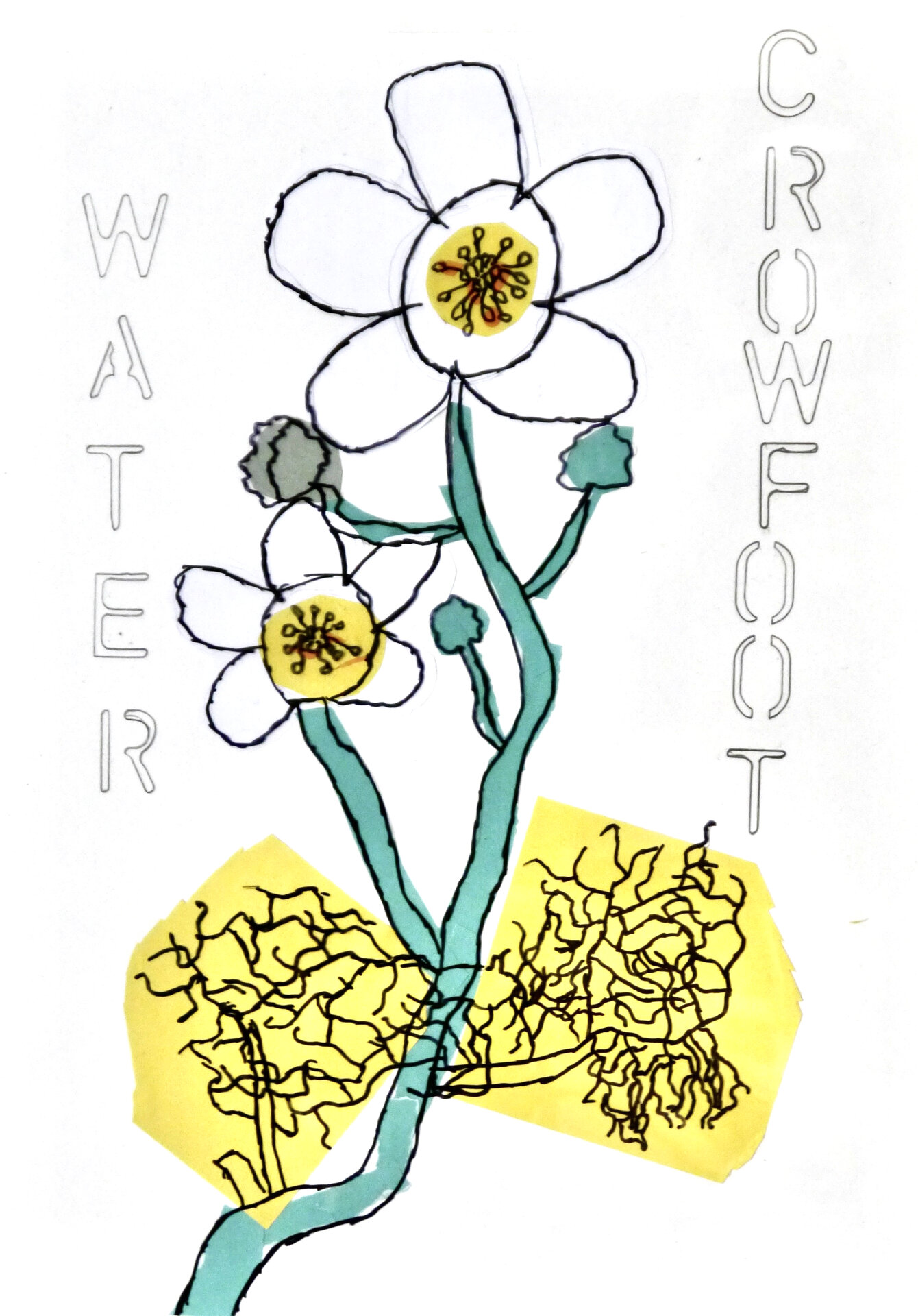 Water Crowfoot - P1070437