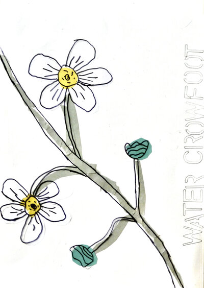 Water Crowfoot - P1070312