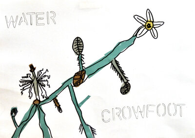 Water Crowfoot - P1070314