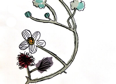 Water Crowfoot - P1070316