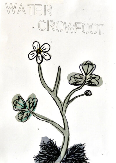 Water Crowfoot - P1070317