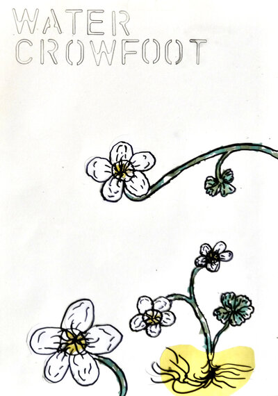 Water Crowfoot - P1070318