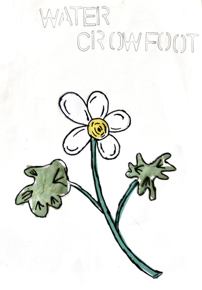 Water Crowfoot - P1070319