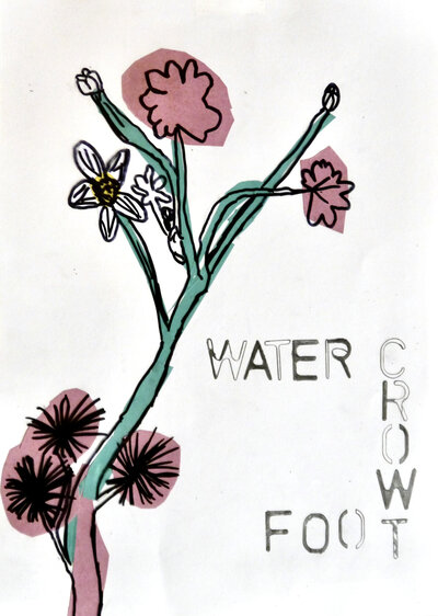 Water Crowfoot - P1070321