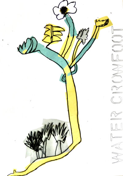 Water Crowfoot - P1070323