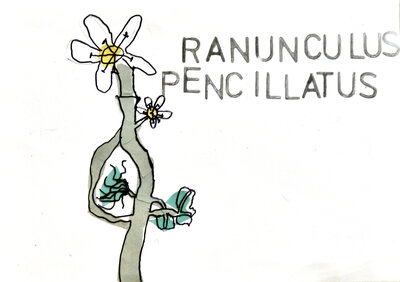 Water Crowfoot - P1070325