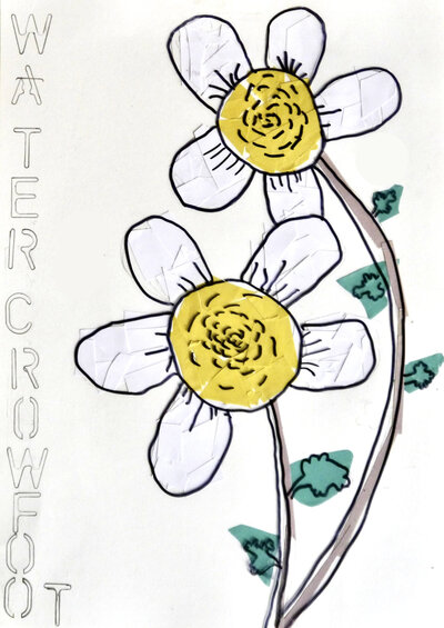 Water Crowfoot - P1070326