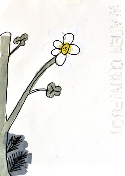 Water Crowfoot - P1070327