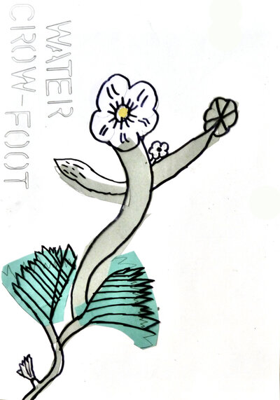 Water Crowfoot - P1070329