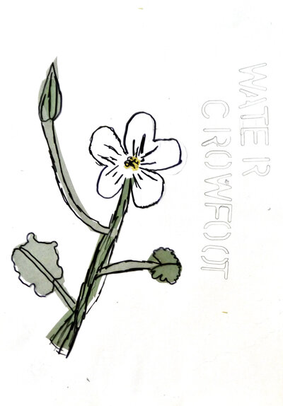 Water Crowfoot - P1070330