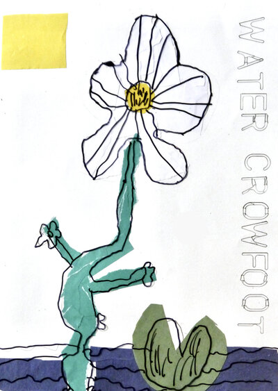 Water Crowfoot - P1070332