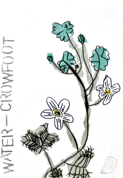 Water Crowfoot - P1070333