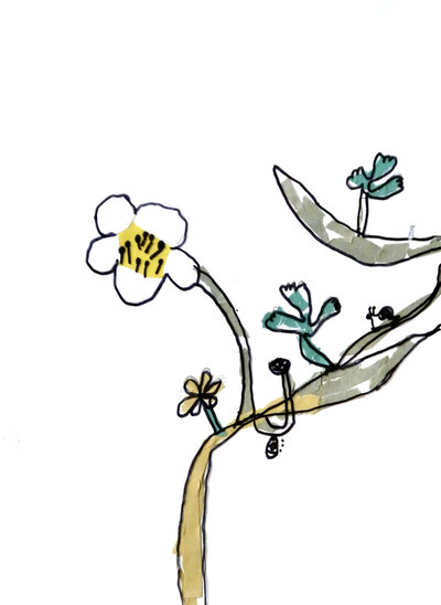 Water Crowfoot - P1070336