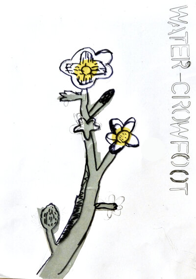 Water Crowfoot - P1070338