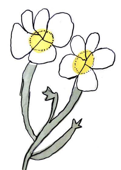 Water Crowfoot - P1070339