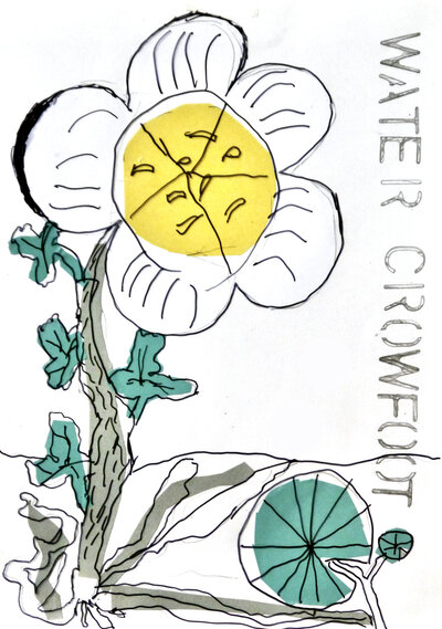 Water Crowfoot - P1070341